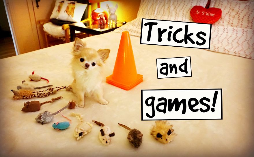 My Cute Puppy Sized Chihuahua Fun Dog Tricks And Games