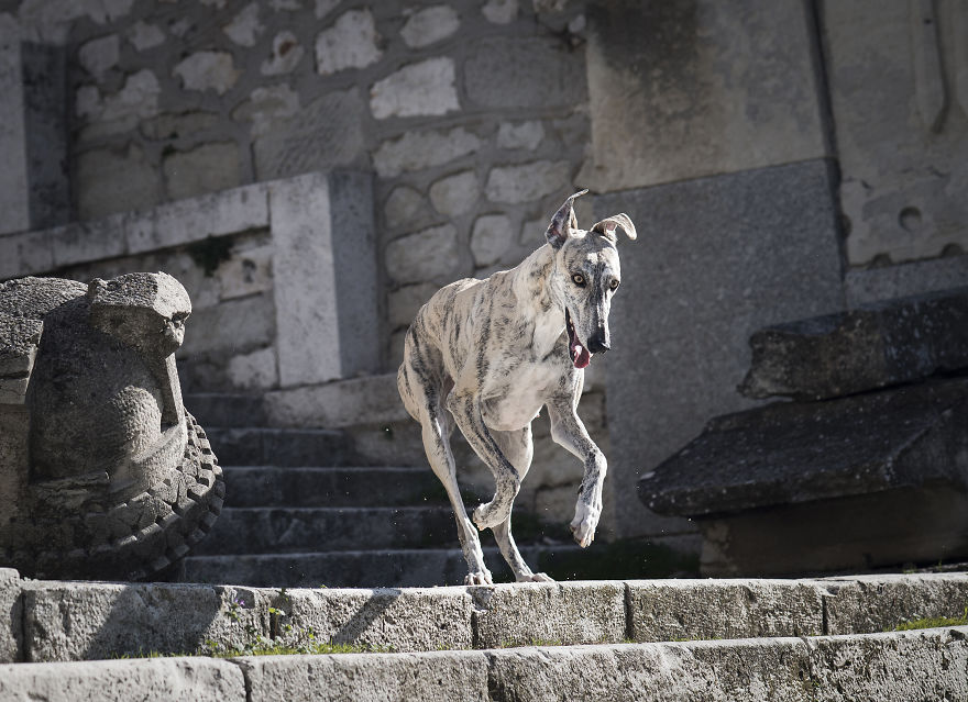 My Greyhound And I Have Set Out To Change The Destiny That This Breed Suffers In Spain