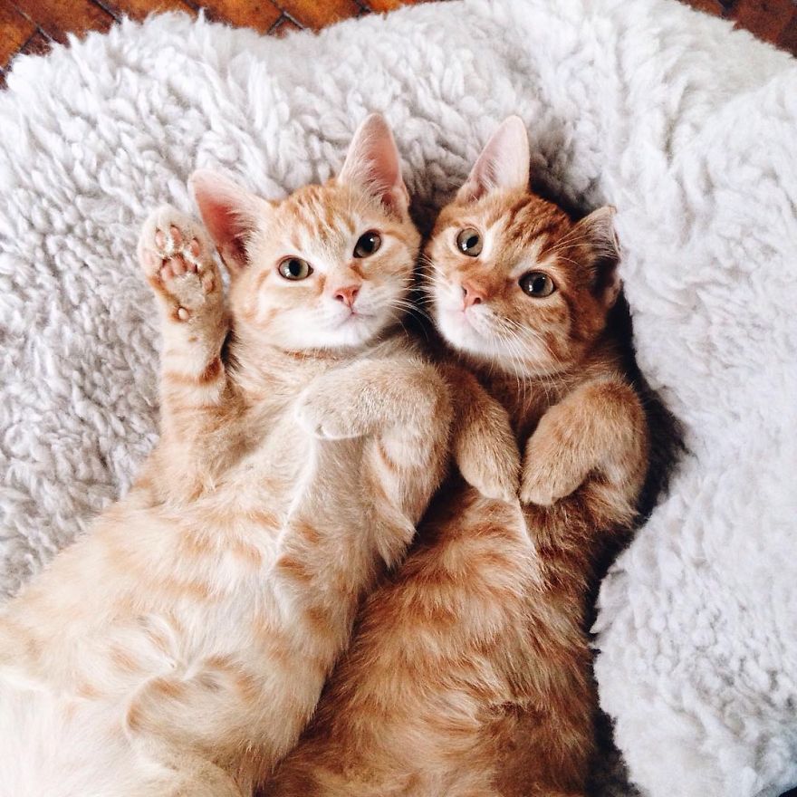 Pair Of Rescued Kittens Are Inseparable And Utterly Adorable