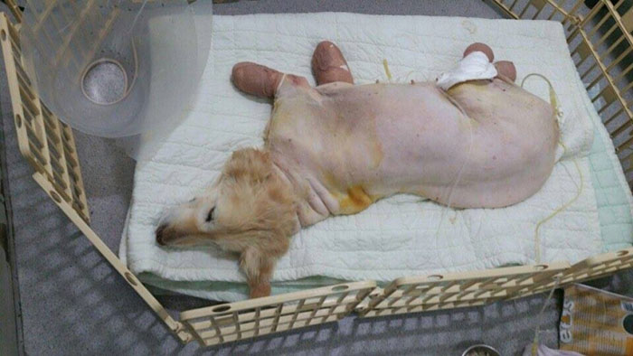 Puppy Who Lost All 4 Paws In Korean Meat Market Finally Gets Adopted