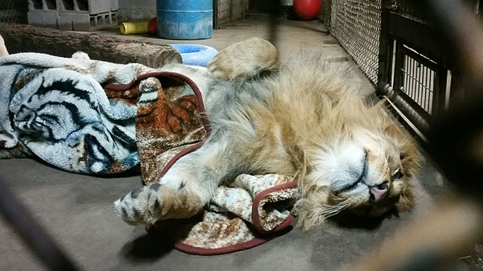 rescued-african-lion-sleeping-with-blanket-13
