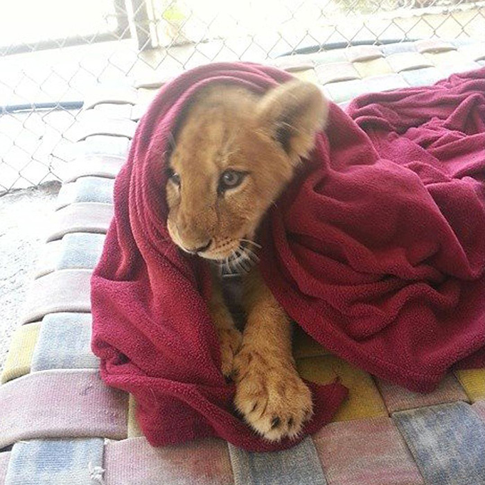 rescued-african-lion-sleeping-with-blanket-15