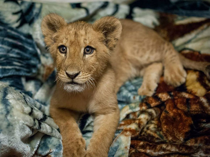 rescued-african-lion-sleeping-with-blanket-4