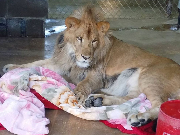 Rescued Baby Lion Can't Sleep Without A Blanket Even Though He's All Grown Up