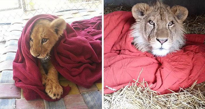 Rescued Baby Lion Can’t Sleep Without A Blanket Even Though He’s All Grown Up