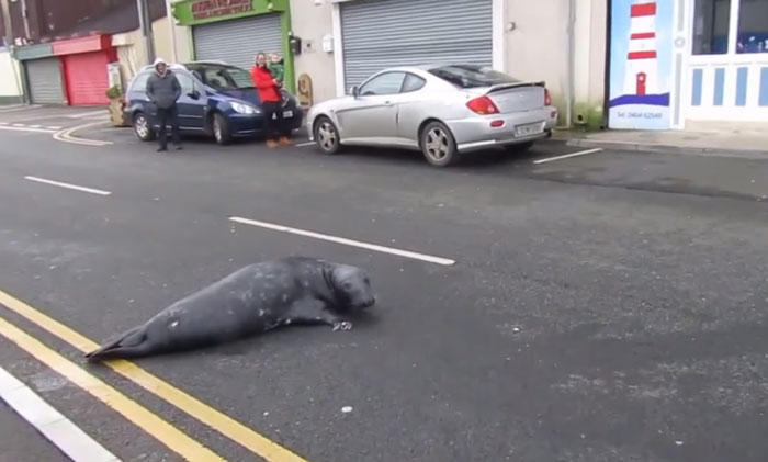 Everyday This Seal Flops Across The Street To His Favourite Seafood Restaurant