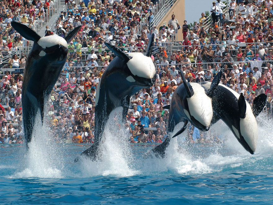 seaworld-stops-breeding-orcas-5