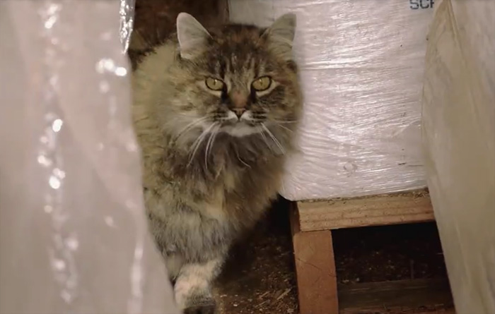 Shelters Finds Jobs For "Unadoptable" Cats To Keep Them Alive