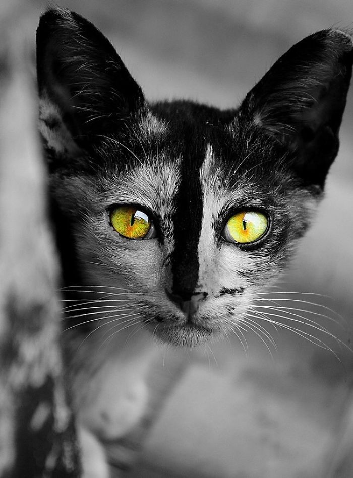 Showing The Beauty Of Cats Eyes