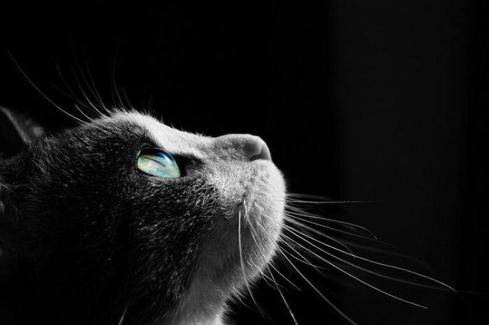 Showing The Beauty Of Cats Eyes