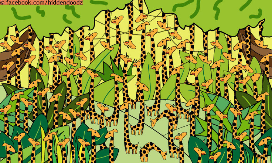 Can You Find The Snake In This Herd Of Giraffes?