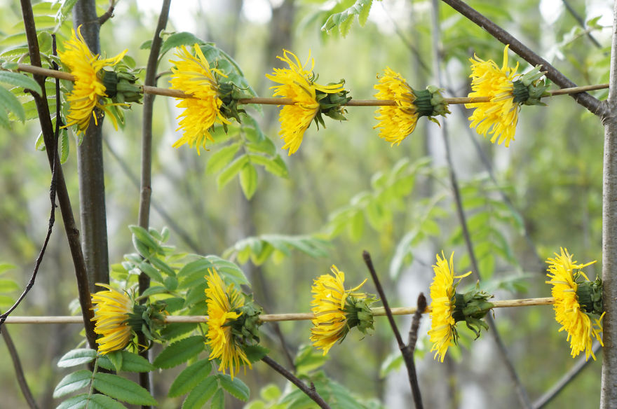 Spring Games With First Flowers Or Land Art