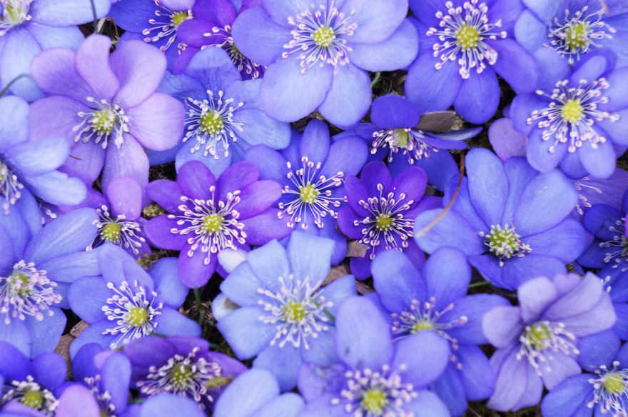 Spring Games With First Flowers Or Land Art