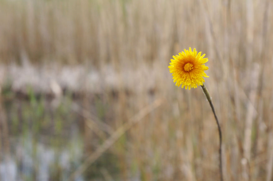 Spring Games With First Flowers Or Land Art