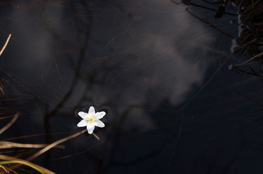 Spring Games With First Flowers Or Land Art