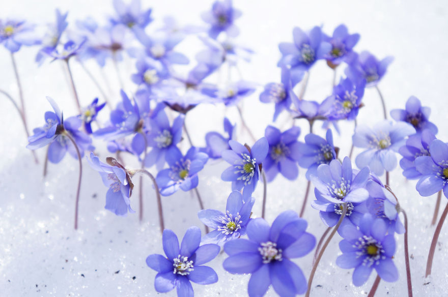 Spring Games With First Flowers Or Land Art