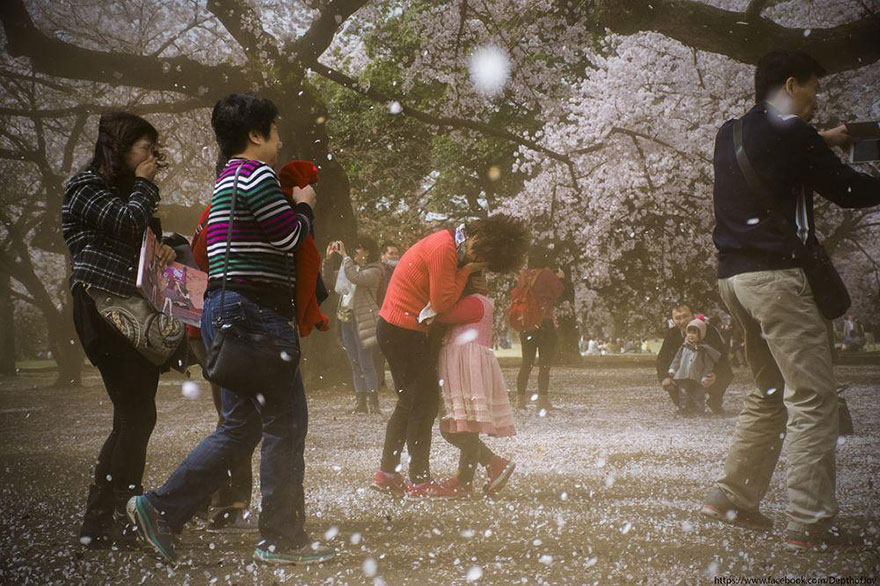 17 Magical Pics Of Japan's Cherry Blossom By National Geographic