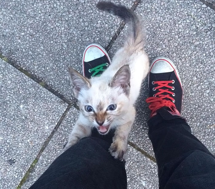 Stray Kitty Chooses His Human In A Park, Wouldn’t Let Him Go