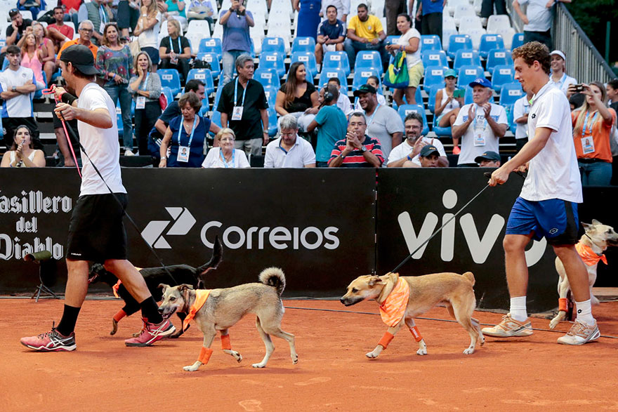 stray-dogs-tennis-ball-boys-brazil-open-tournament-1