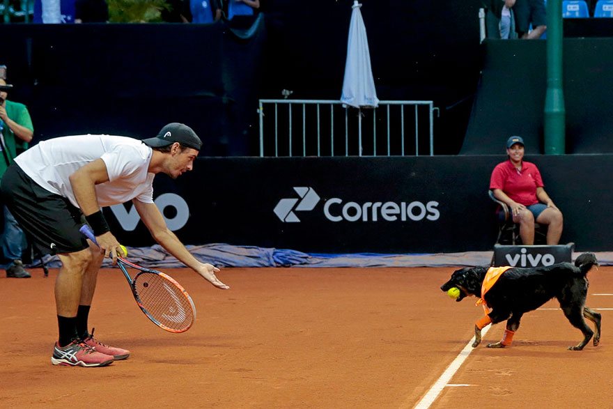 stray-dogs-tennis-ball-boys-brazil-open-tournament-2