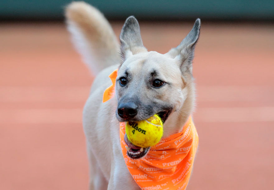 Shelter Dogs Serve As 'Ball Boys' At Brazil Tennis Open