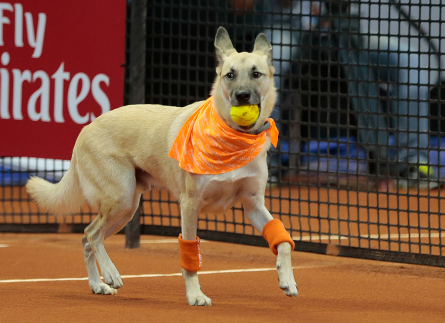 Shelter Dogs Serve As 'Ball Boys' At Brazil Tennis Open
