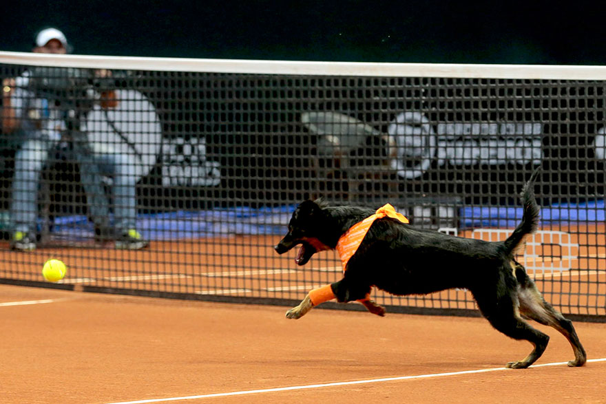 stray-dogs-tennis-ball-boys-brazil-open-tournament-8