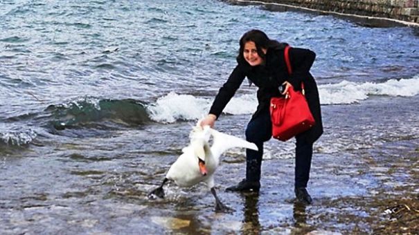 Terrified Swan Dies After Vacationer Drags It From Water For Selfie