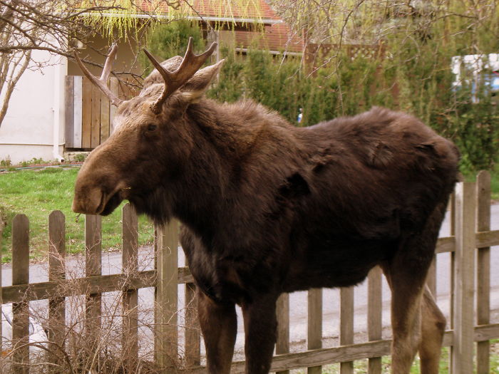 The Day A Moose Came To Visit Our Home