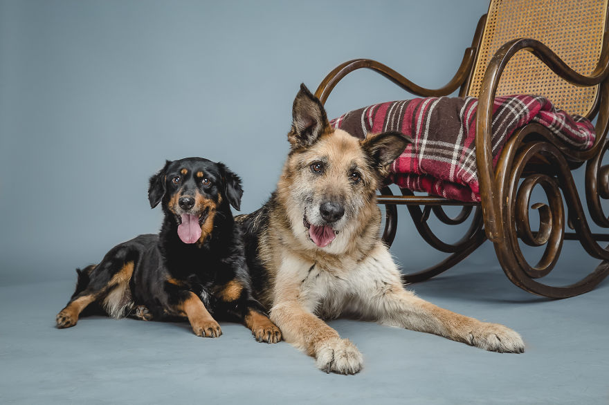 These Elder Dogs Are Missing Someone From The Rocking Chair