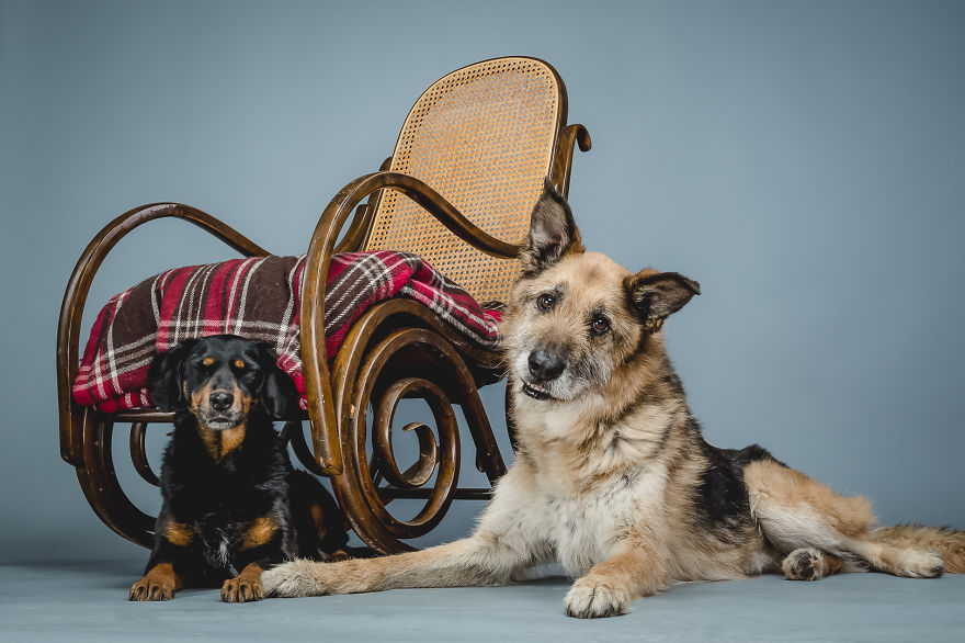 These Elder Dogs Are Missing Someone From The Rocking Chair