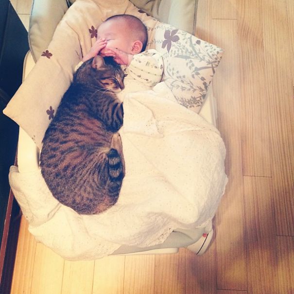 This Japanese Cat Is The Best Sleeping Buddy For His Baby Hoomins
