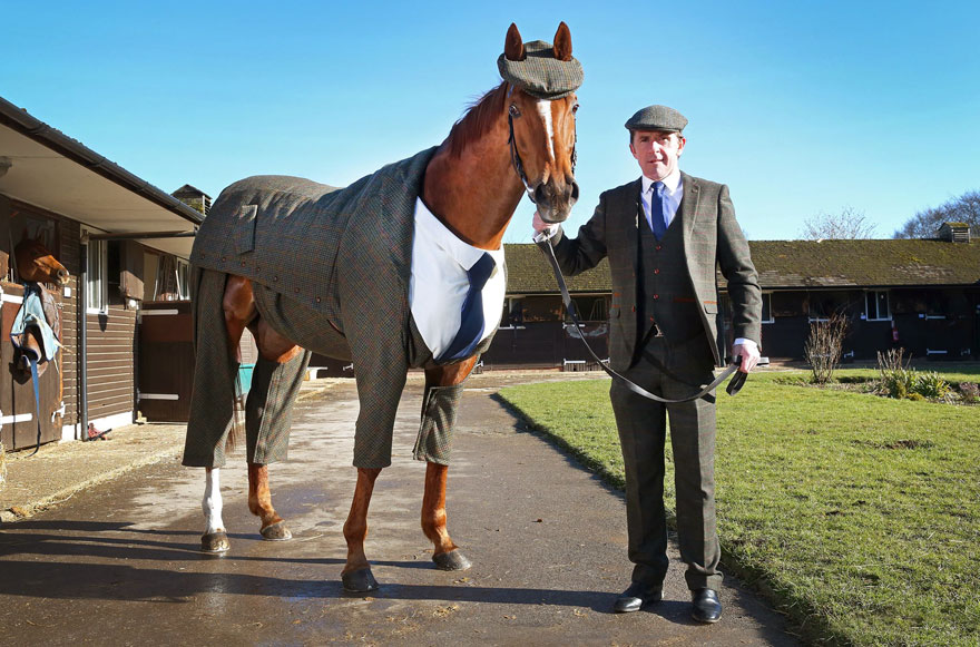Horse Gets Tailored Three-Piece Suit, Looks Absolutely Dashing