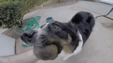 two-nosed-dog-stray-toby-todd-ray-gif-1