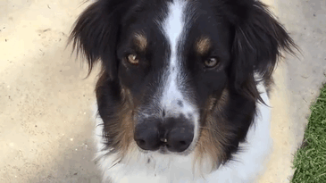 two-nosed-dog-stray-toby-todd-ray-gif-2