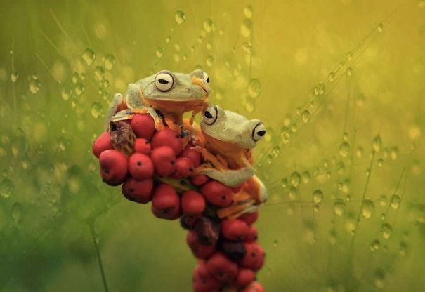 Weird And Goofy Looking Frogs