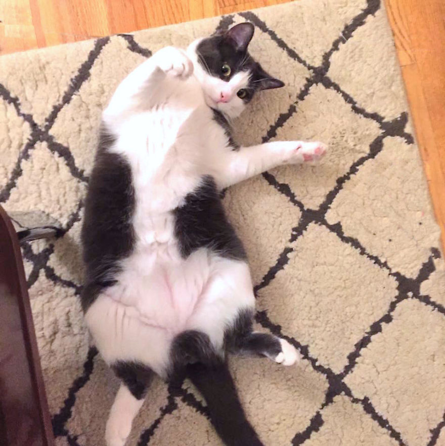 Why Are Cats So Schizophrenic About Belly Rubs?