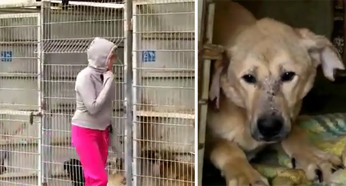 This Woman Couldn’t Decide Which Dog To Adopt So She Bought The Entire Shelter