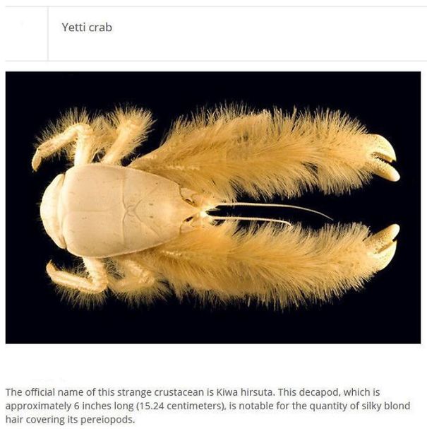 10+ Weird Animals That Are Real