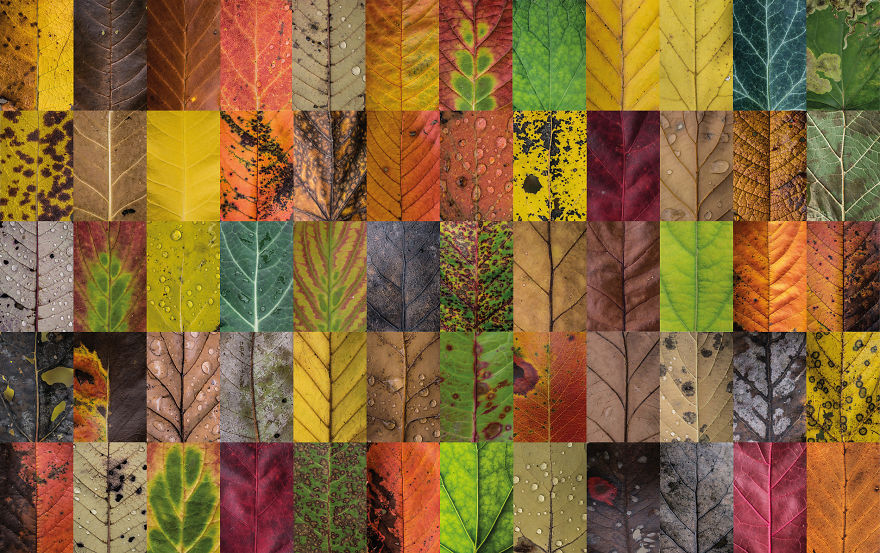 I Photographed Hundreds Of Leaves To Show The Beauty Of Diversity And Imperfection