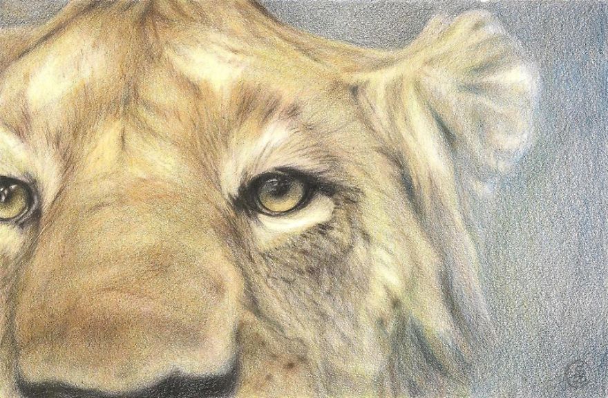 Pencil Drawings By Csilla From Hungary