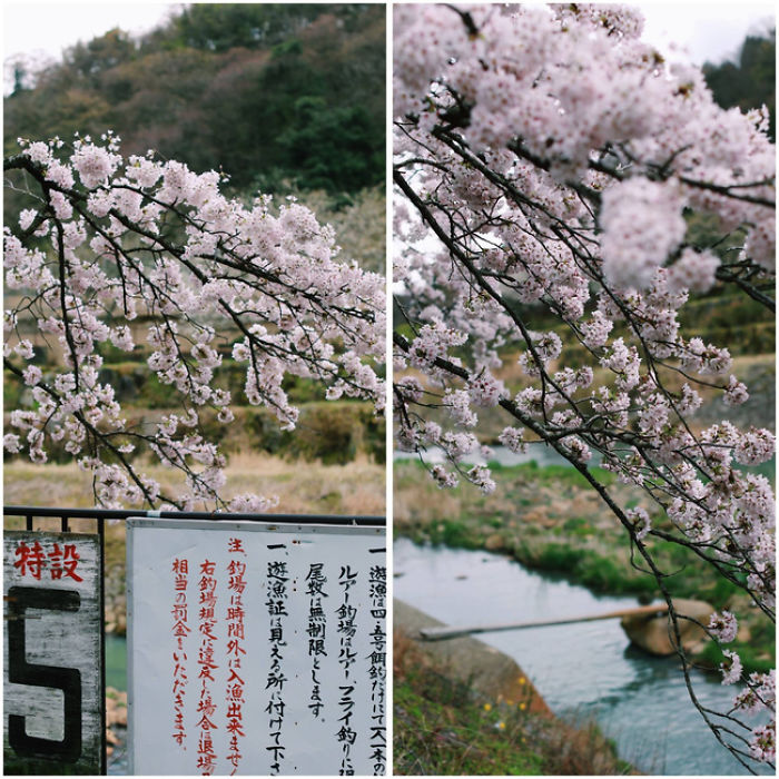 Cherry Blossom In Japan 2016