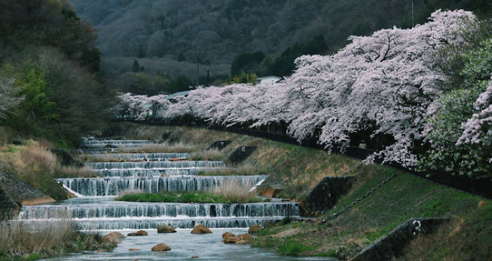 Cherry Blossom In Japan 2016