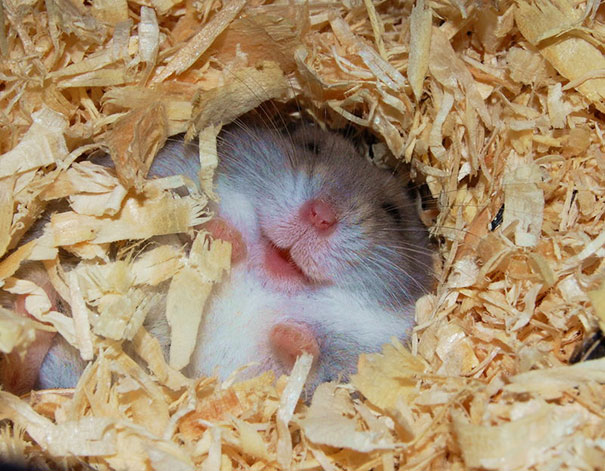 Happy Hamster Is Happy
