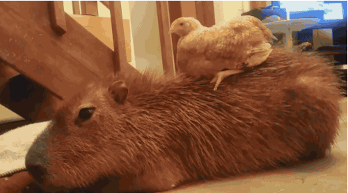 Animals Love Capybaras