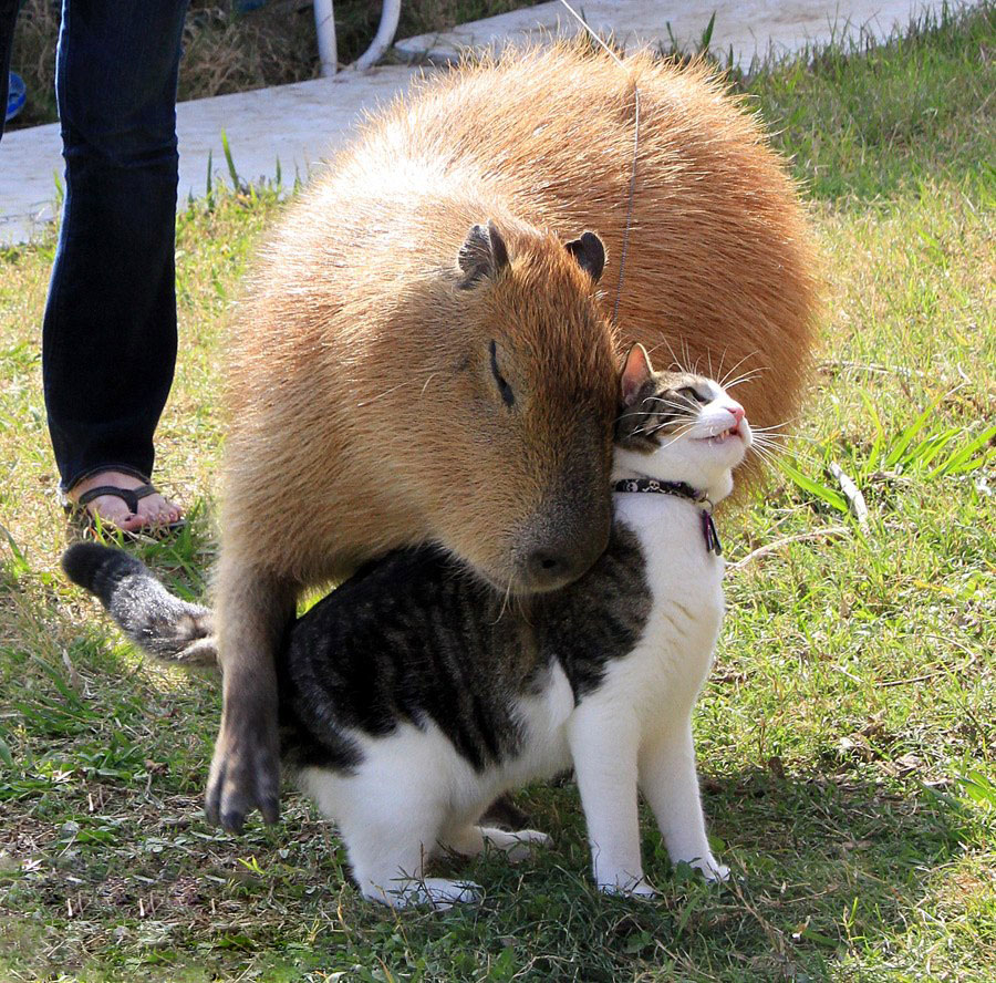 Why Do Animals Like Capybaras So Much? (38 Pics) | Bored Panda