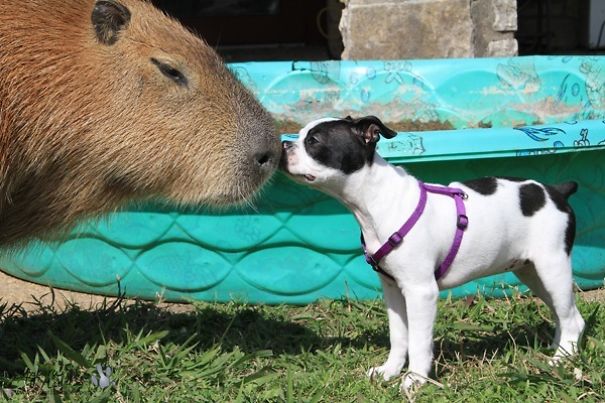 Animals Love Capybaras