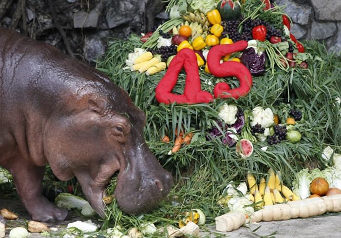Hippopotamus Eats Her Birthday Cake Made Of Fruit And Vegetables