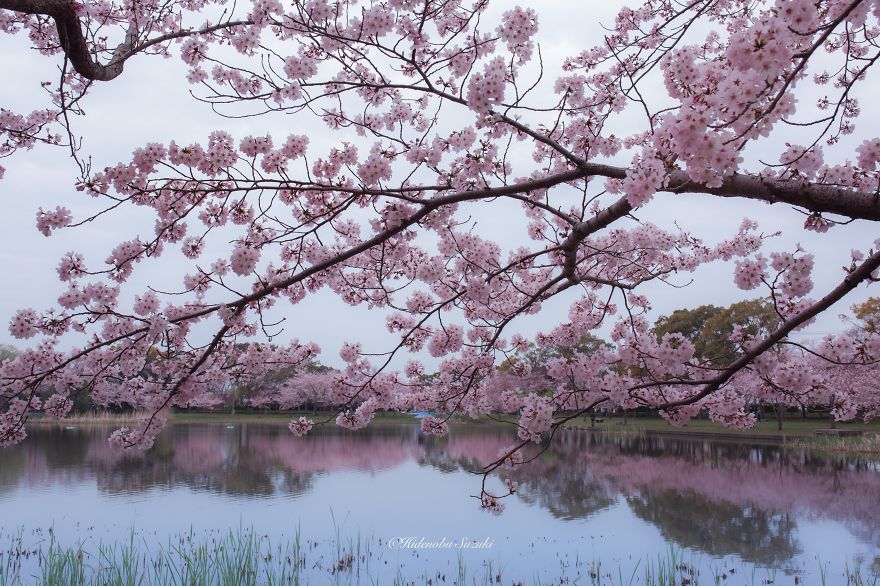 I Took Pictures Of The Amazing Sakura Bloom In Japan
