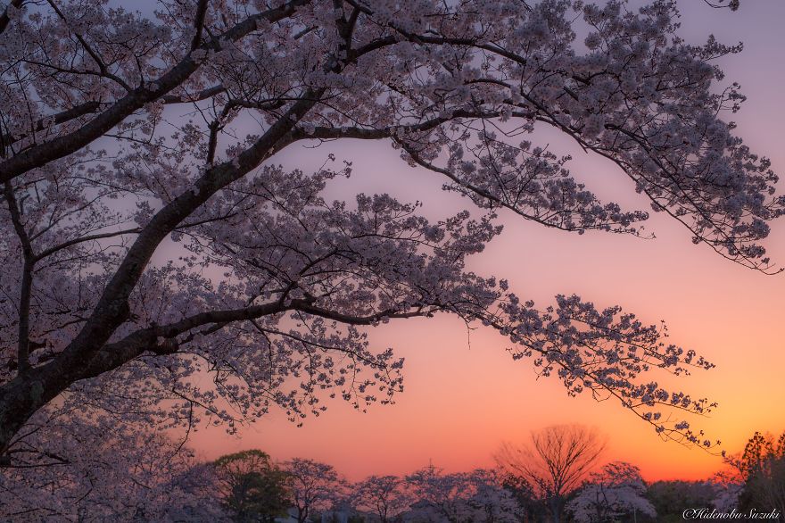 I Took Pictures Of The Amazing Sakura Bloom In Japan